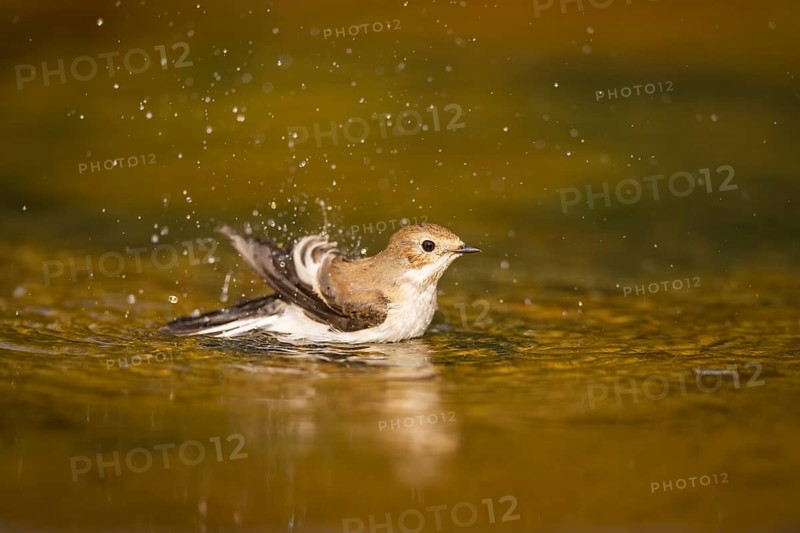 European Pied Flycatcher (Ficedula hypoleuca) bathing at a water pool, Pinos, Solsona, Catalonia, Spain