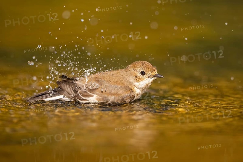European Pied Flycatcher (Ficedula hypoleuca) bathing at a water pool, Pinos, Solsona, Catalonia, Spain