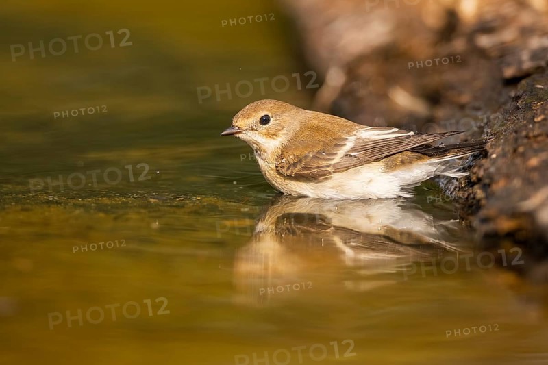 European Pied Flycatcher (Ficedula hypoleuca) bathing at a water pool, Pinos, Solsona, Catalonia, Spain