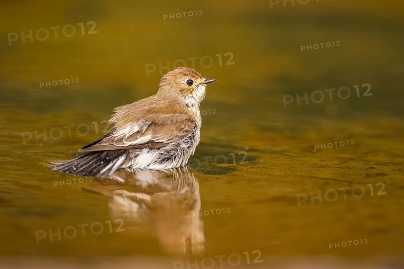 European Pied Flycatcher (Ficedula hypoleuca) bathing at a water pool, Pinos, Solsona, Catalonia, Spain