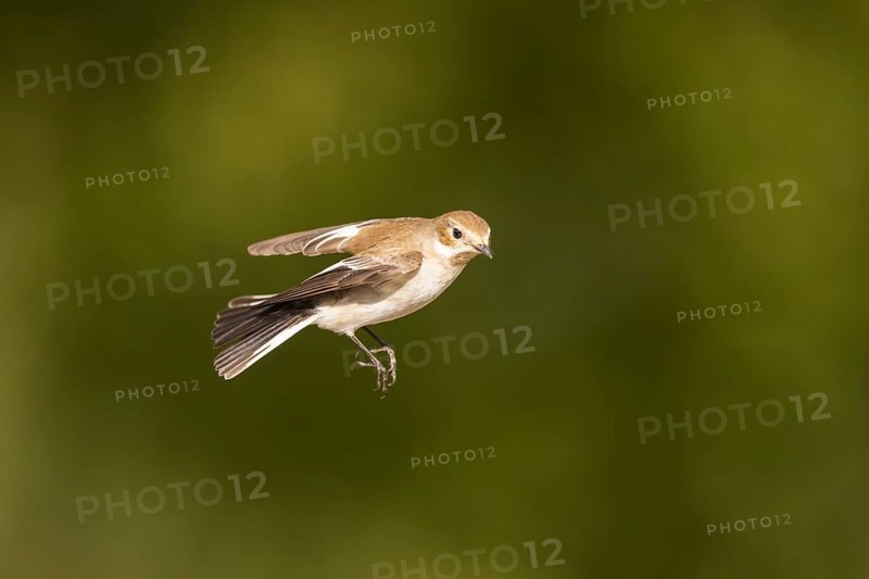 European Pied Flycatcher (Ficedula hypoleuca) in flight at a water pool, Pinos, Solsona, Catalonia, Spain