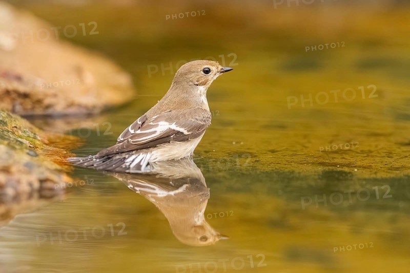 European Pied Flycatcher (Ficedula hypoleuca) bathing at a water pool, Pinos, Solsona, Catalonia, Spain