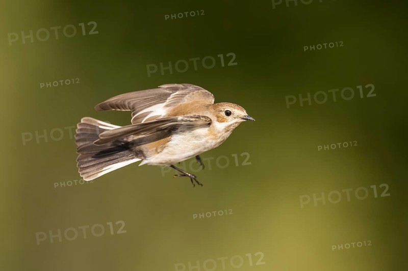 European Pied Flycatcher (Ficedula hypoleuca) in flight at a water pool, Pinos, Solsona, Catalonia, Spain