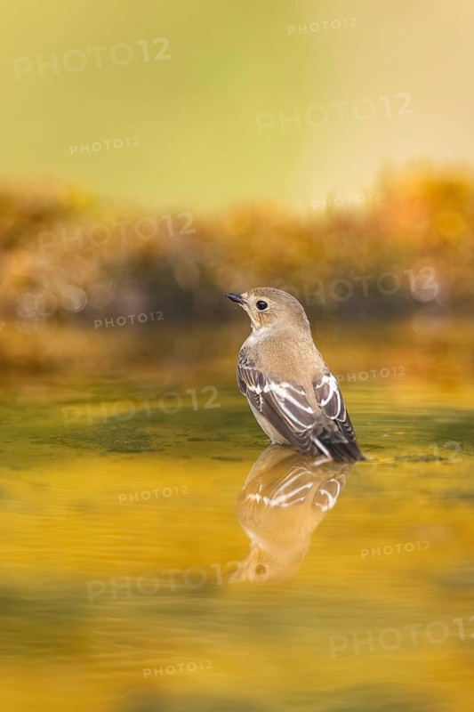 European Pied Flycatcher (Ficedula hypoleuca) bathing at a water pool, Pinos, Solsona, Catalonia, Spain