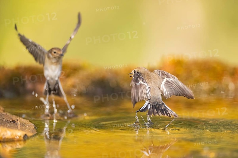 European Pied Flycatcher (Ficedula hypoleuca) in flight at a water pool, Pinos, Solsona, Catalonia, Spain