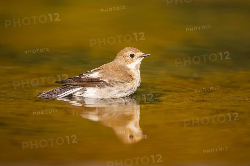 European Pied Flycatcher (Ficedula hypoleuca) bathing at a water pool, Pinos, Solsona, Catalonia, Spain