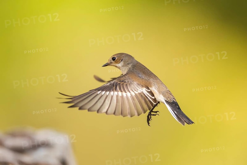 European Pied Flycatcher (Ficedula hypoleuca) in flight at a water pool, Pinos, Solsona, Catalonia, Spain