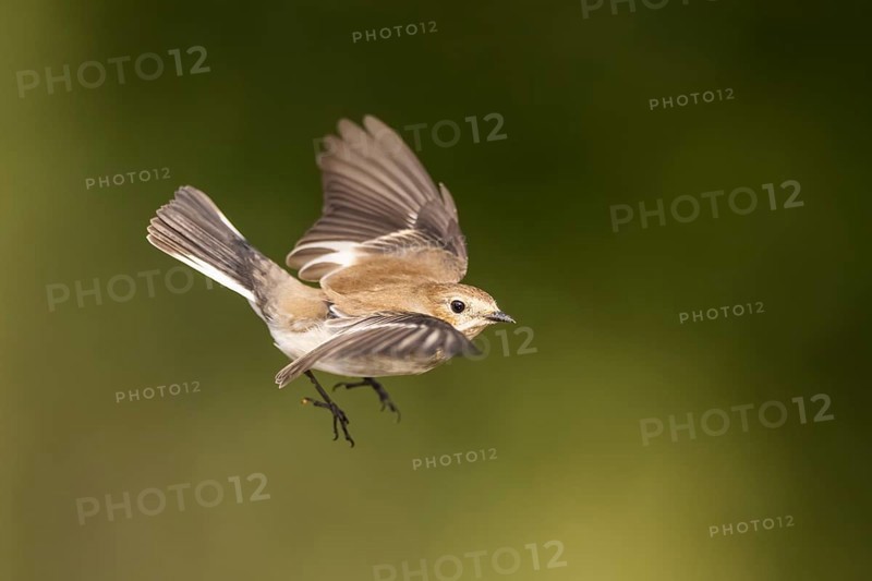 European Pied Flycatcher (Ficedula hypoleuca) in flight at a water pool, Pinos, Solsona, Catalonia, Spain