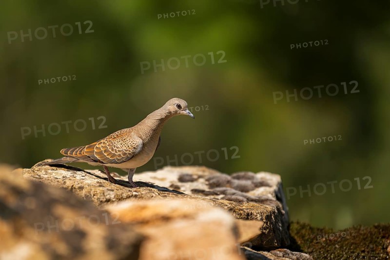 European turtle dove (Streptopelia turtur) sitting on a rock, Pinos, Solsona, Catalonia, Spain