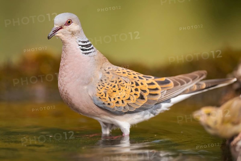 European turtle dove (Streptopelia turtur) at a water pool, Pinos, Solsona, Catalonia, Spain
