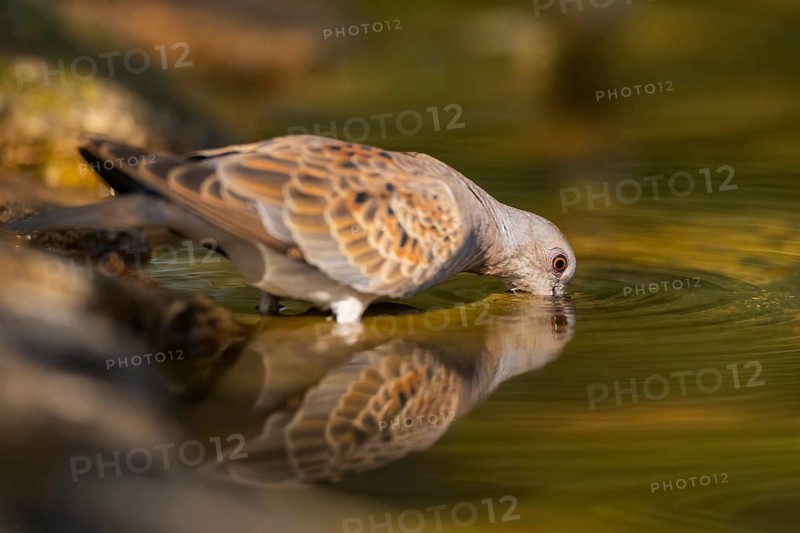European turtle dove (Streptopelia turtur) at a water pool, Pinos, Solsona, Catalonia, Spain