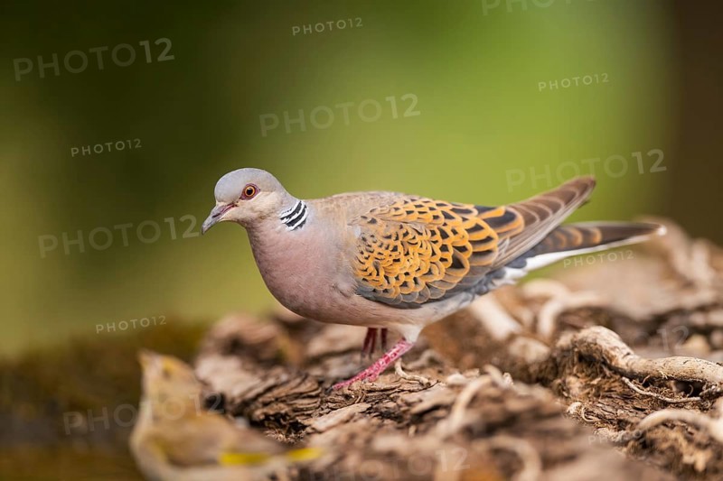 European turtle dove (Streptopelia turtur) in a forest, Pinos, Solsona, Catalonia, Spain