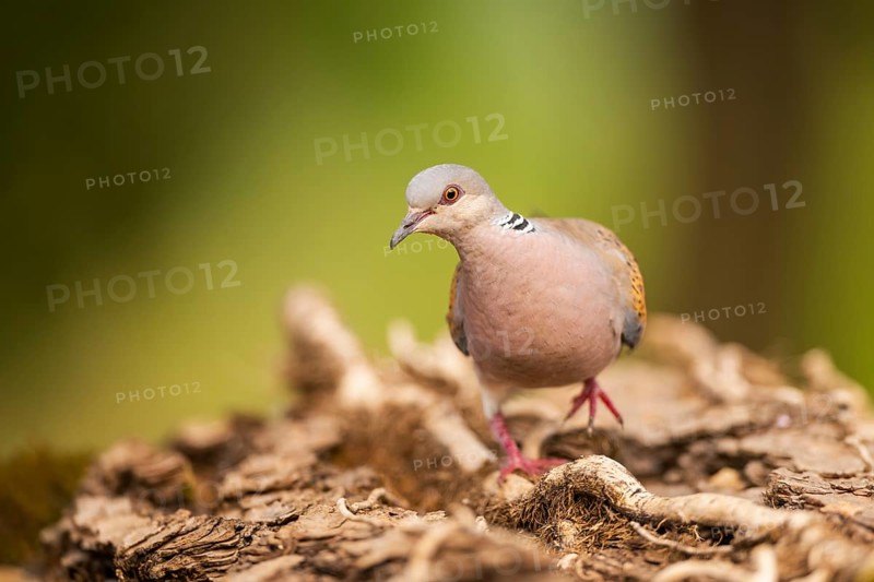 European turtle dove (Streptopelia turtur) in a forest, Pinos, Solsona, Catalonia, Spain