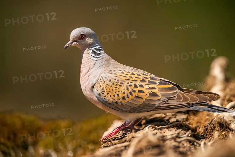 European turtle dove (Streptopelia turtur) in a forest, Pinos, Solsona, Catalonia, Spain