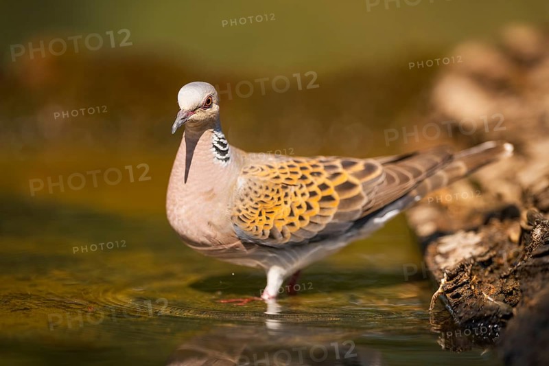European turtle dove (Streptopelia turtur) at a water pool, Pinos, Solsona, Catalonia, Spain