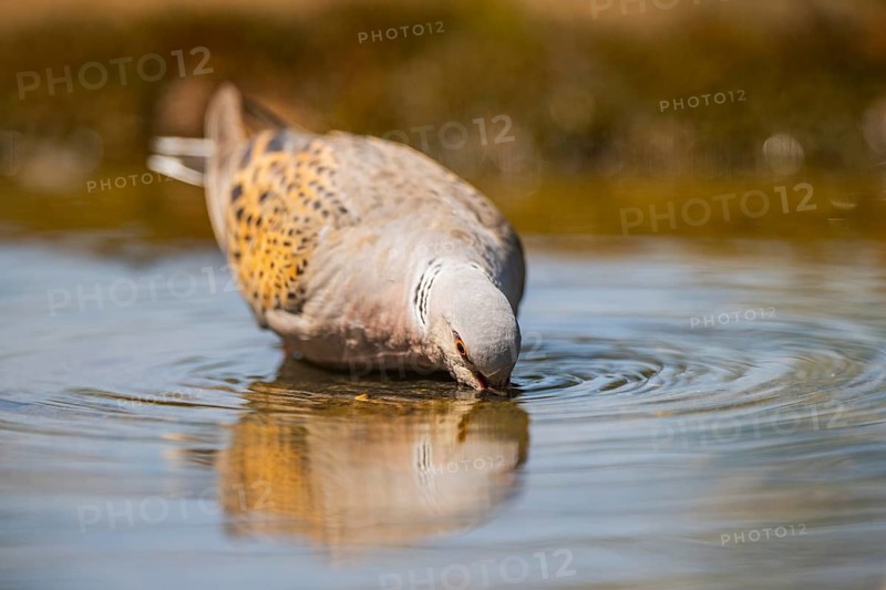 European turtle dove (Streptopelia turtur) at a water pool, Pinos, Solsona, Catalonia, Spain