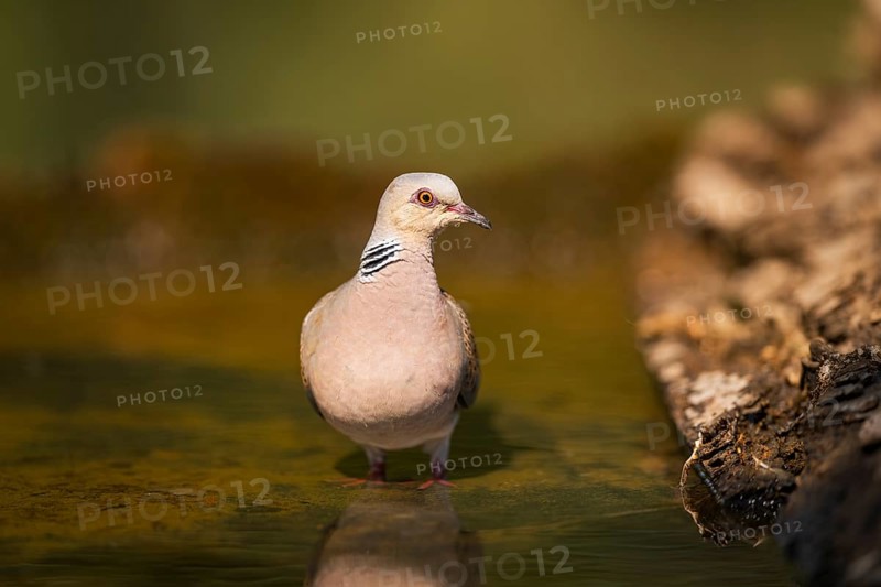 European turtle dove (Streptopelia turtur) at a water pool, Pinos, Solsona, Catalonia, Spain