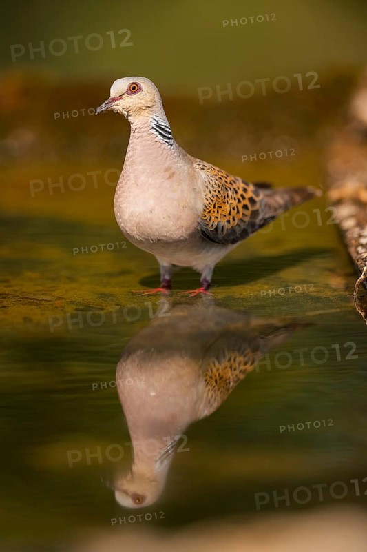 European turtle dove (Streptopelia turtur) at a water pool, Pinos, Solsona, Catalonia, Spain