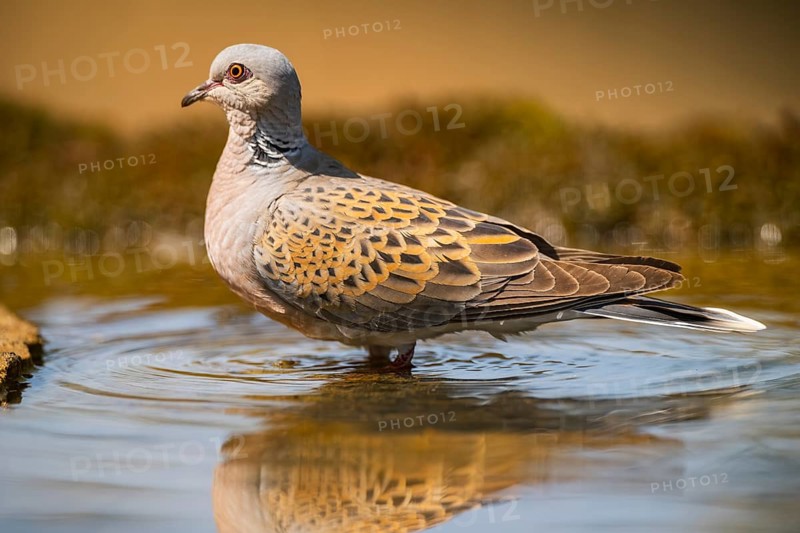 European turtle dove (Streptopelia turtur) at a water pool, Pinos, Solsona, Catalonia, Spain