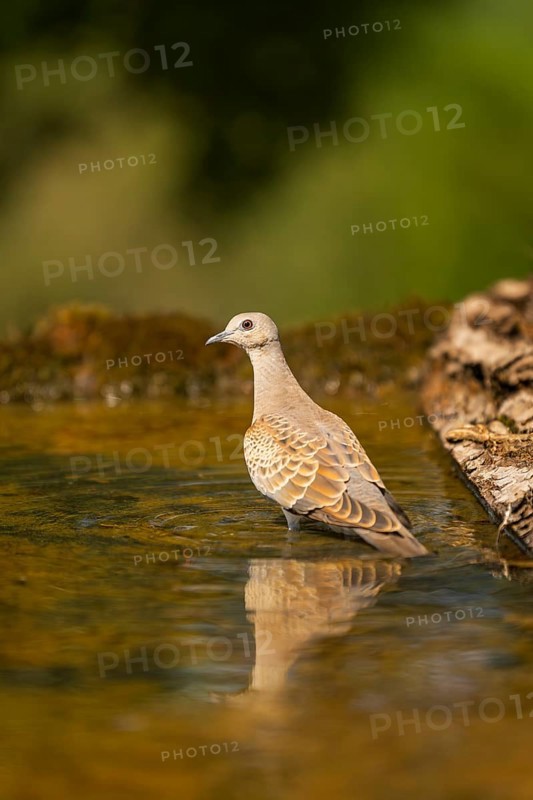 European turtle dove (Streptopelia turtur) at a water pool, Pinos, Solsona, Catalonia, Spain