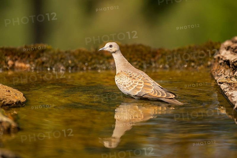 European turtle dove (Streptopelia turtur) at a water pool, Pinos, Solsona, Catalonia, Spain