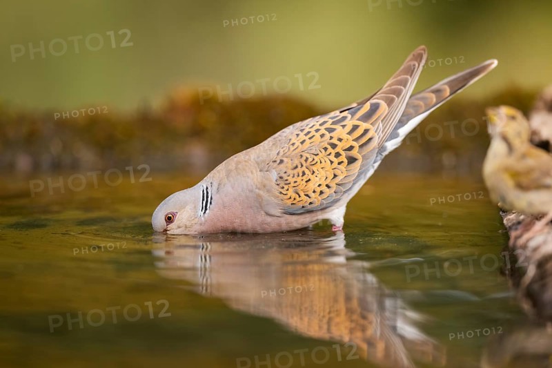 European turtle dove (Streptopelia turtur) at a water pool, Pinos, Solsona, Catalonia, Spain