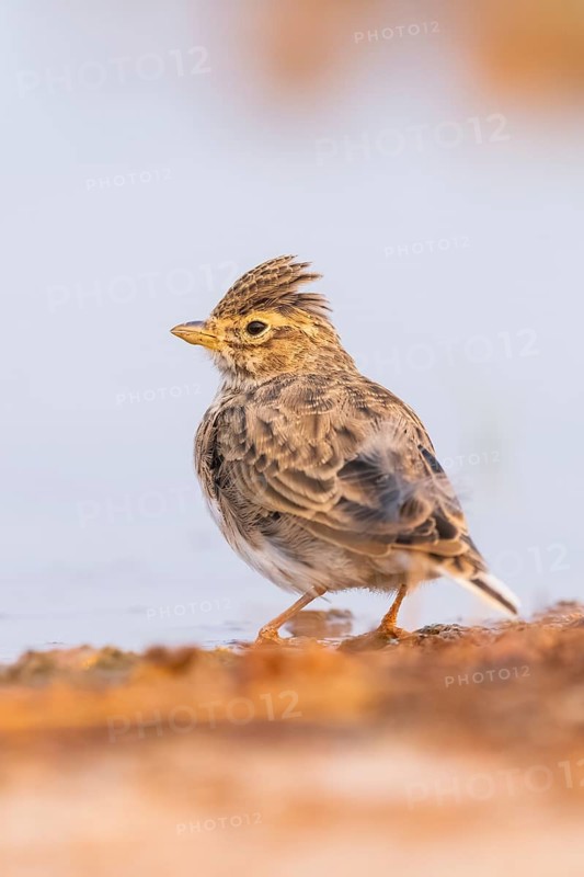 Theclal lark (Galerida theklae) on a farmers field, Belchite, Aragon, Saragossa, Spain