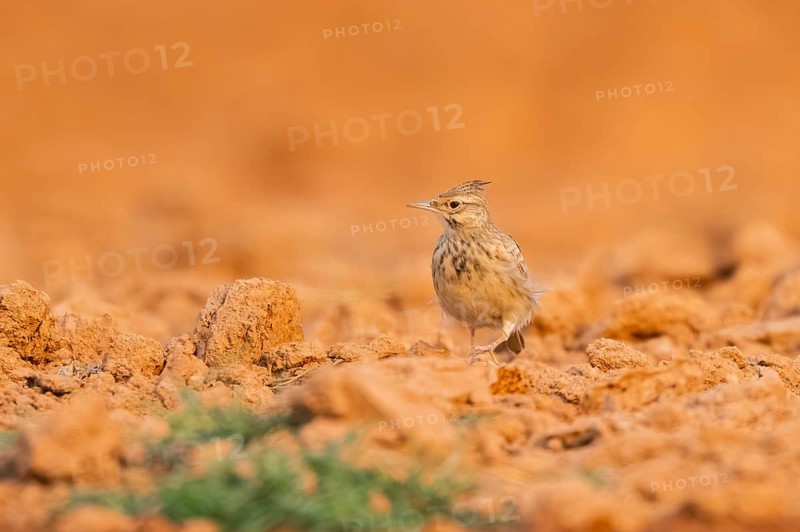 Theclal lark (Galerida theklae) on a farmers field, Belchite, Aragon, Saragossa, Spain