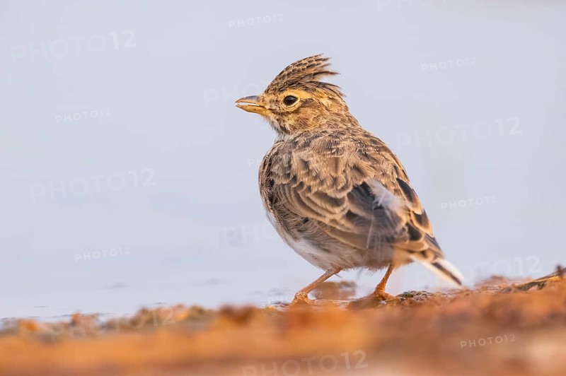 Theclal lark (Galerida theklae) on a farmers field, Belchite, Aragon, Saragossa, Spain