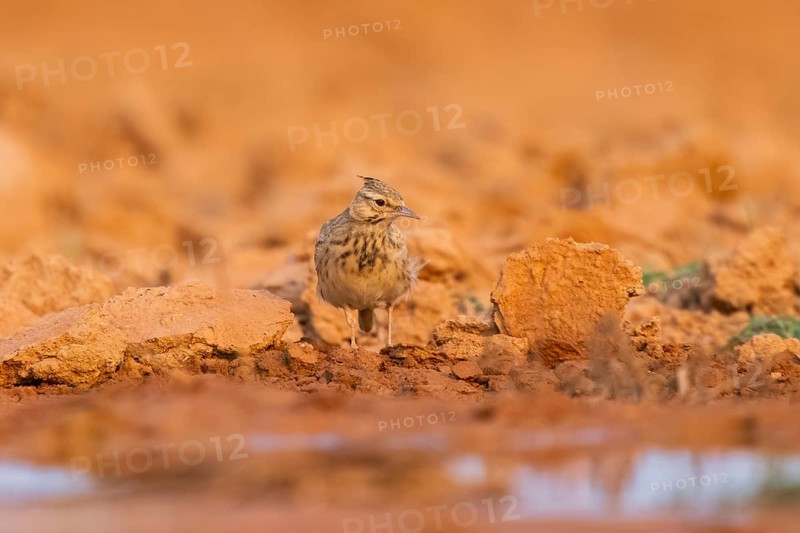 Theclal lark (Galerida theklae) on a farmers field, Belchite, Aragon, Saragossa, Spain
