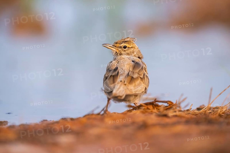 Theclal lark (Galerida theklae) on a farmers field, Belchite, Aragon, Saragossa, Spain