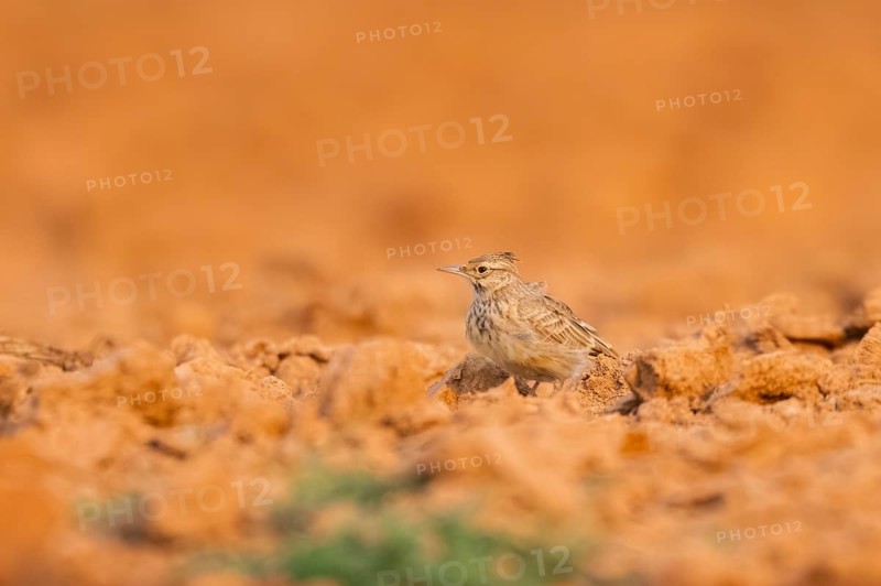 Theclal lark (Galerida theklae) on a farmers field, Belchite, Aragon, Saragossa, Spain