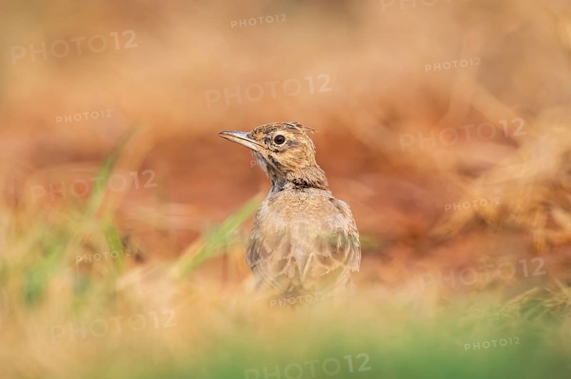 Theclal lark (Galerida theklae) on a farmers field, Belchite, Aragon, Saragossa, Spain