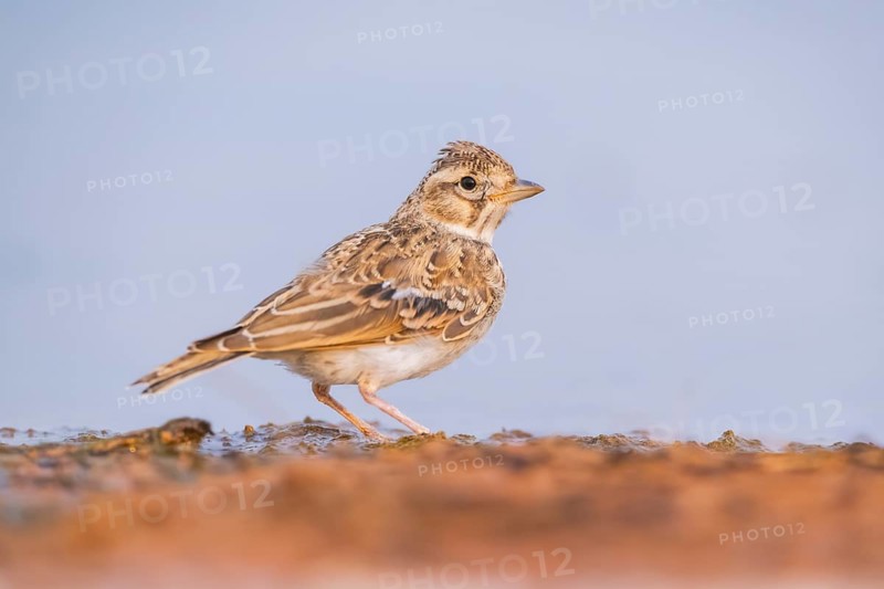 Theclal lark (Galerida theklae) on a farmers field, Belchite, Aragon, Saragossa, Spain