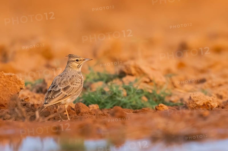 Theclal lark (Galerida theklae) on a farmers field, Belchite, Aragon, Saragossa, Spain