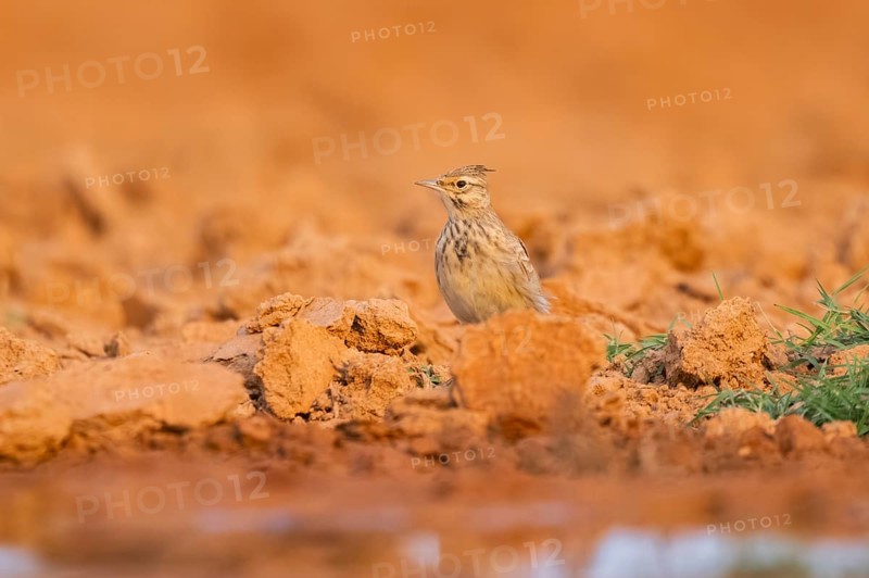 Theclal lark (Galerida theklae) on a farmers field, Belchite, Aragon, Saragossa, Spain