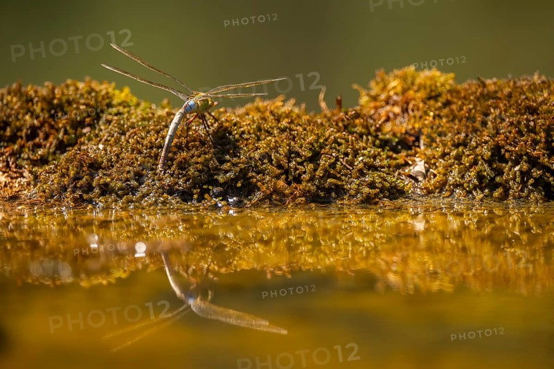 Southern hawker or Blue hawker (Aeshna cyanea) at a water pool, Pinos, Solsona, Catalonia, Spain