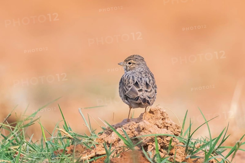 Meadow Pipit (Anthus pratensis) on a farmers field, Belchite, Aragon, Saragossa, Spain