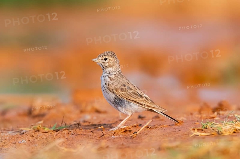 Meadow Pipit (Anthus pratensis) on a farmers field, Belchite, Aragon, Saragossa, Spain