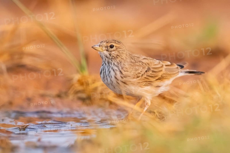 Meadow Pipit (Anthus pratensis) on a farmers field, Belchite, Aragon, Saragossa, Spain