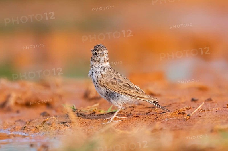 Meadow Pipit (Anthus pratensis) on a farmers field, Belchite, Aragon, Saragossa, Spain