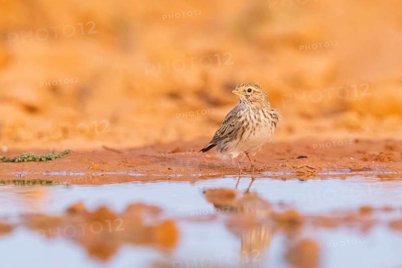 Meadow Pipit (Anthus pratensis) on a farmers field, Belchite, Aragon, Saragossa, Spain