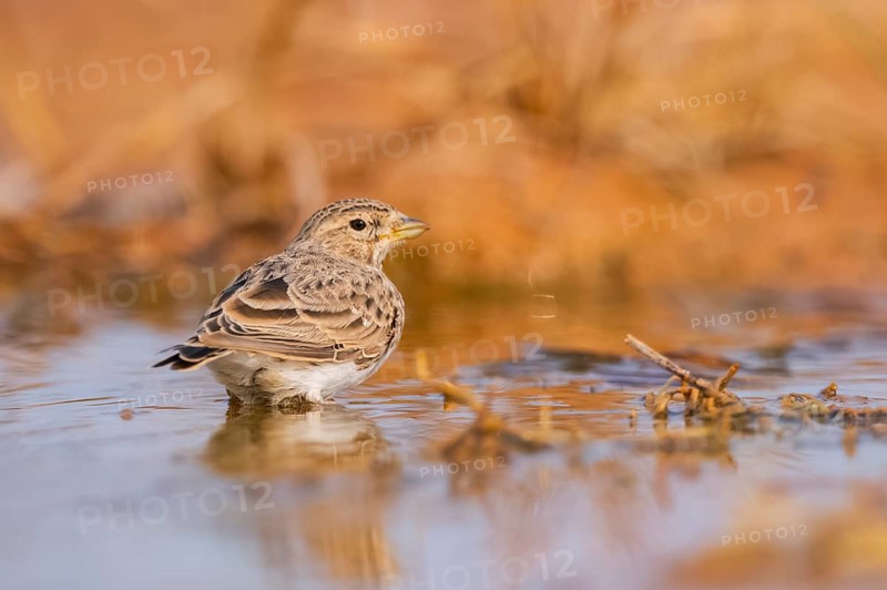 Meadow Pipit (Anthus pratensis) on a farmers field, Belchite, Aragon, Saragossa, Spain