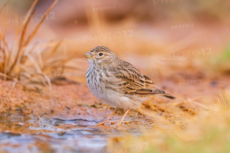 Meadow Pipit (Anthus pratensis) on a farmers field, Belchite, Aragon, Saragossa, Spain
