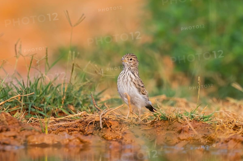 Meadow Pipit (Anthus pratensis) on a farmers field, Belchite, Aragon, Saragossa, Spain