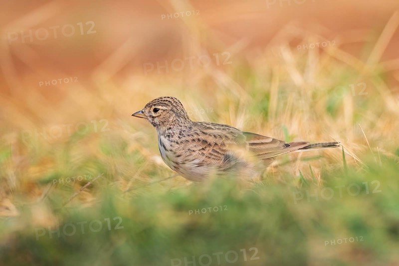 Meadow Pipit (Anthus pratensis) on a farmers field, Belchite, Aragon, Saragossa, Spain