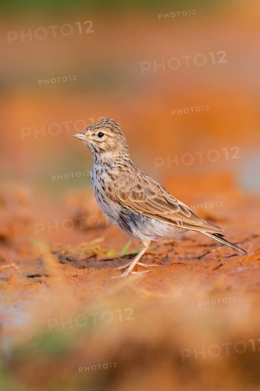 Meadow Pipit (Anthus pratensis) on a farmers field, Belchite, Aragon, Saragossa, Spain