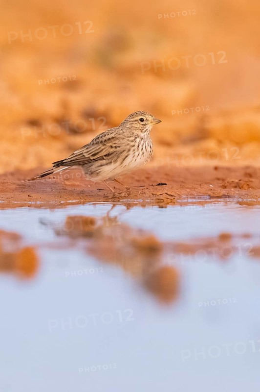 Meadow Pipit (Anthus pratensis) on a farmers field, Belchite, Aragon, Saragossa, Spain