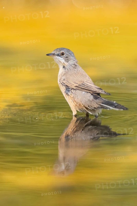 Western subalpine warbler (Curruca iberiae) at a water pool, Pinos, Solsona, Catalonia, Spain
