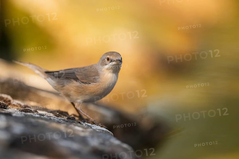 Western subalpine warbler (Curruca iberiae) sitting on a rock, Pinos, Solsona, Catalonia, Spain